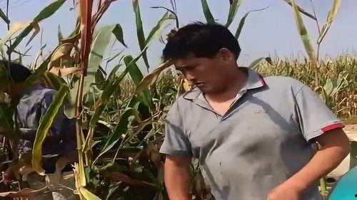 玉米收视频,金黄田野里的喜悦与收获