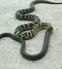 有关蛇的视频,视频揭秘蛇的生活习性