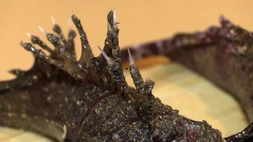 日本剧毒之,神秘毒物背后的恐怖真相