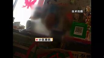 山西邻居爆料视频播放,揭秘真实生活点滴