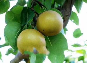 日本梨 砂梨,品味东方果实的甘甜魅力